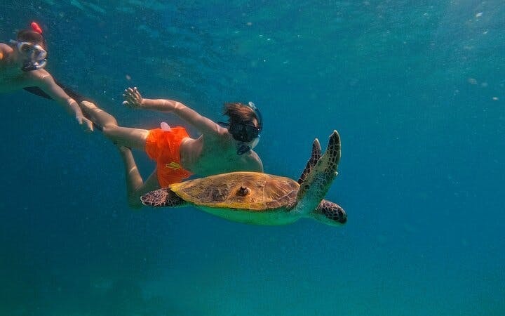 Snorkeling Trip with Turtles in Fujairah Including Hotel Pickup from Dubai and Sightseeing Return Image 5
