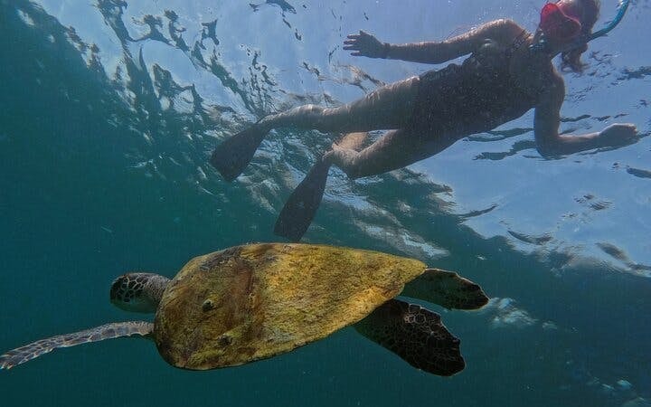 Snorkeling Trip with Turtles in Fujairah Including Hotel Pickup from Dubai and Sightseeing Return Image 8