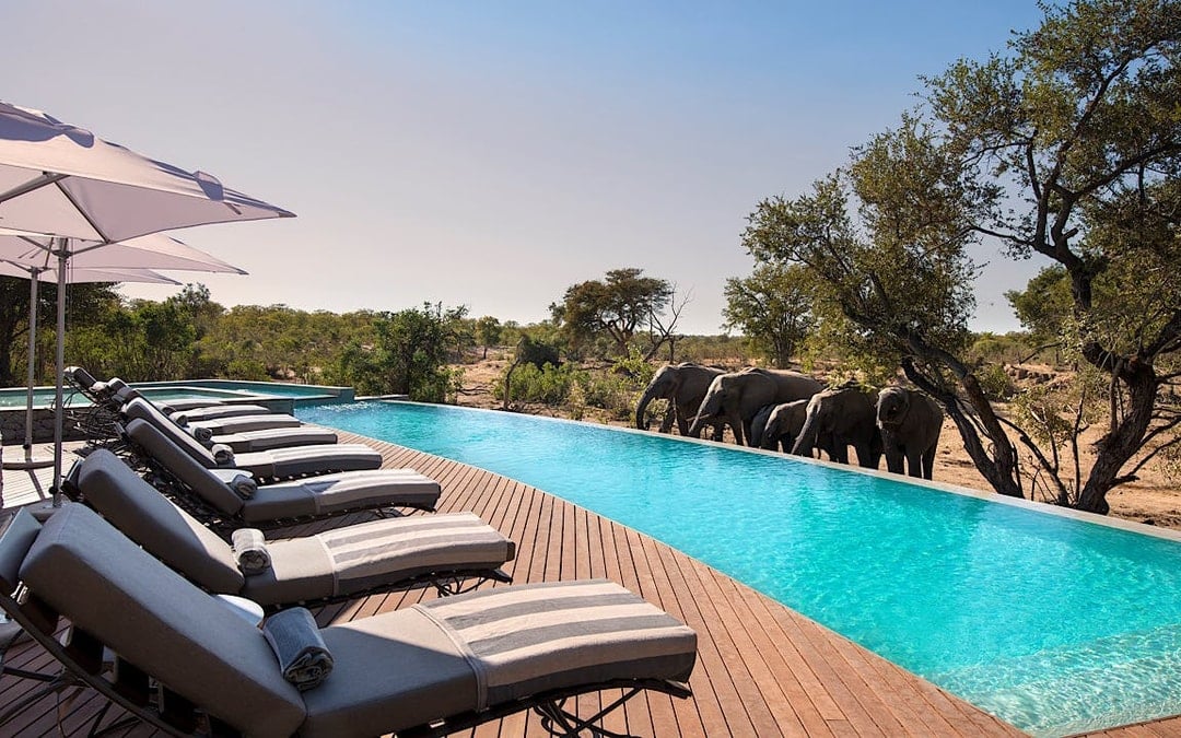 South Africa Grand Safari Tour: Timbavati, Kruger, Phinda Private Reserves and Cape Town with Premium Accommodation, Private Transfers, and Scheduled Flights