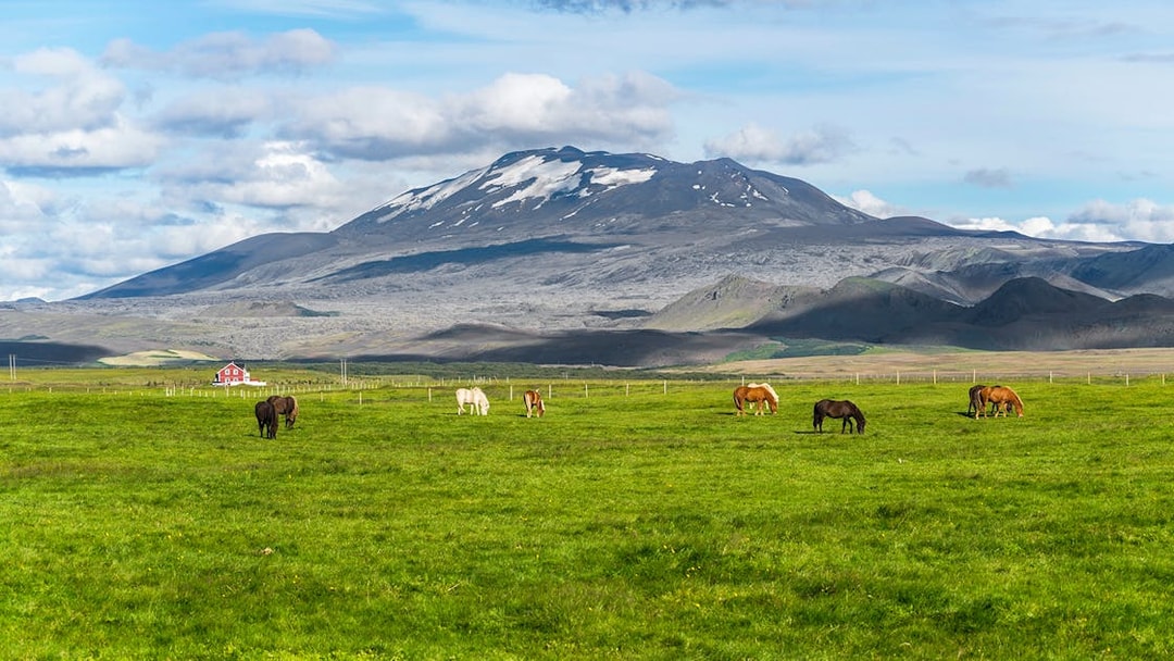 Horses grazing in a green field with a mountain backdrop in Southern Iceland.