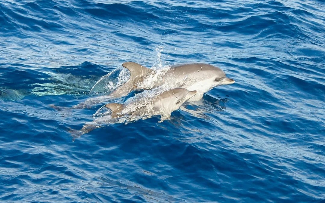 Speedboat Whale & Dolphin Watching Cruise