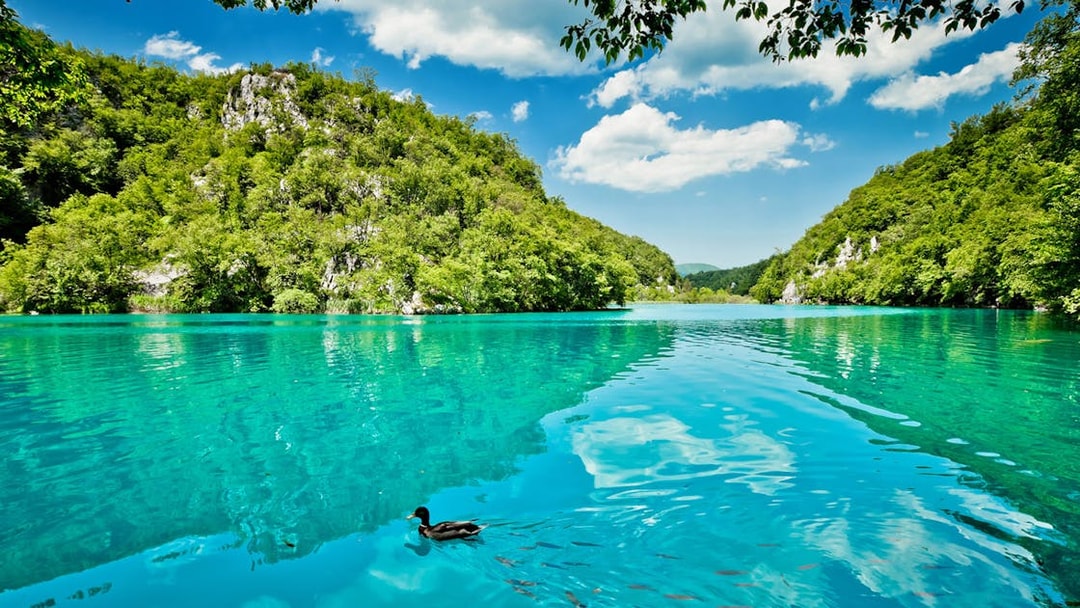 Plitvice Lakes National Park turquoise lake with lush green hills and a duck swimming.