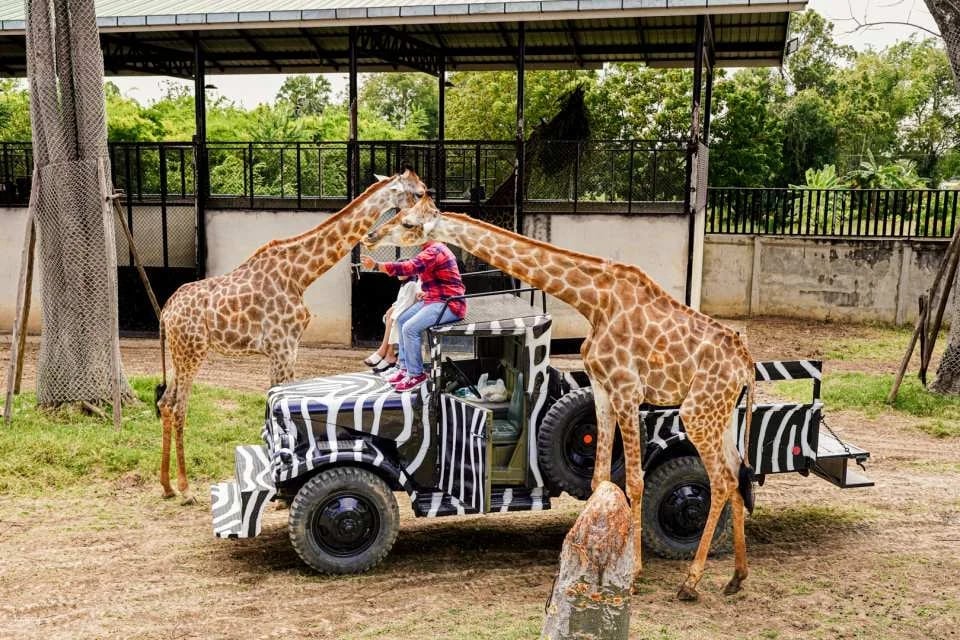 Sriayuthaya Lion Park Admission Ticket | Thailand