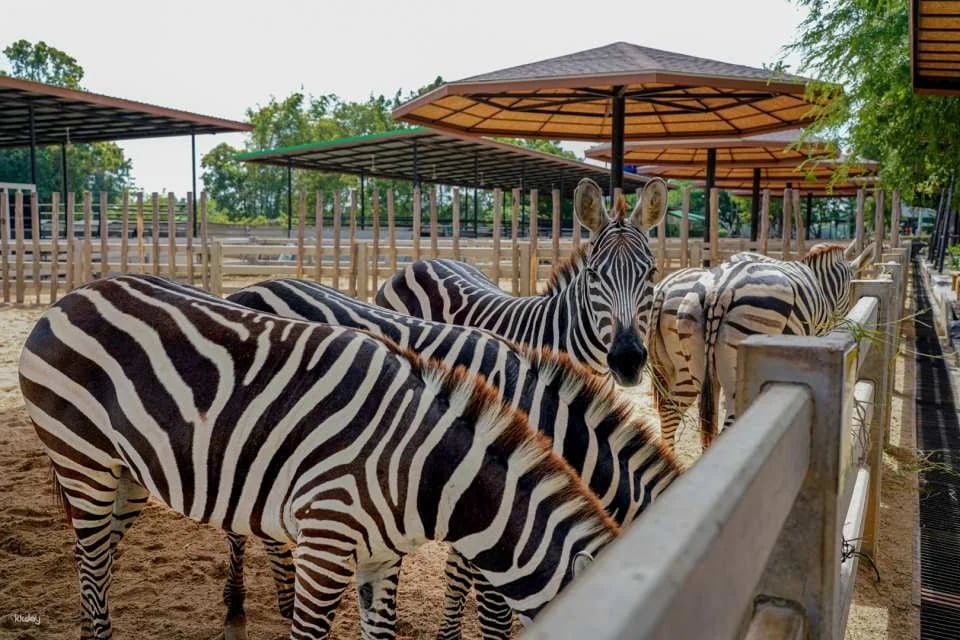 Sriayuthaya Lion Park Admission Ticket | Thailand