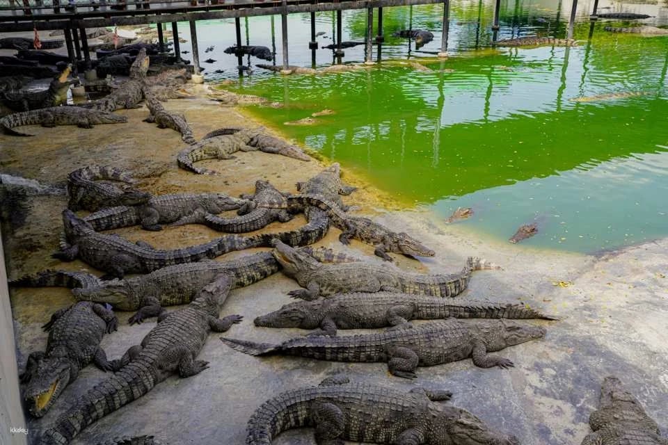 Sriayuthaya Lion Park Admission Ticket | Thailand