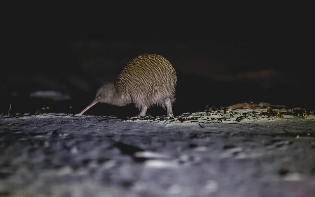 Stewart Island Wild Kiwi Encounter Image 2