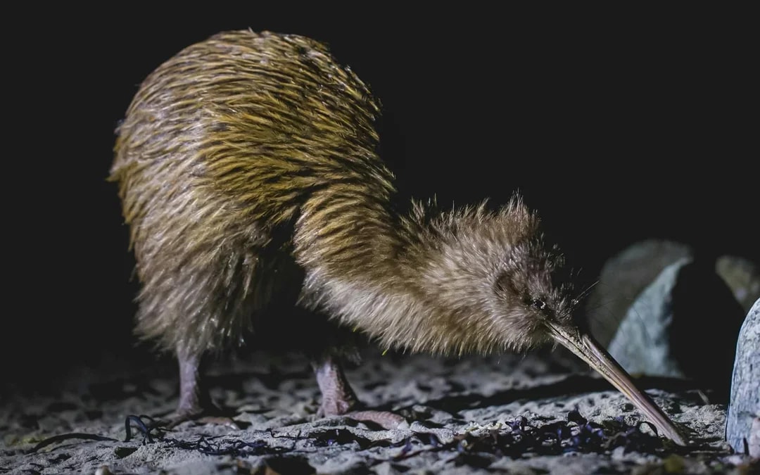 Stewart Island Wild Kiwi Encounter Image 6