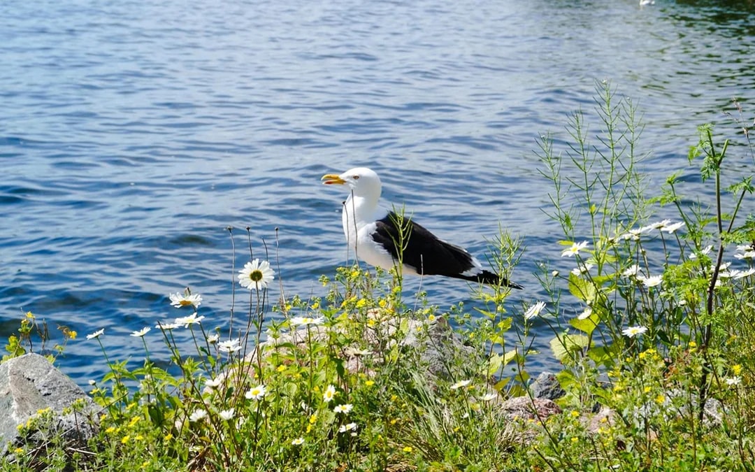 Stockholm: Archipelago Guided Boat Tour on Historic Ship with Fika (coffee break) Image 8