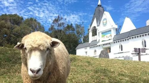 Sun Moon Lake, Qingjing Farm Day Tour [Taichung City Hotel Pickup] Day Tours