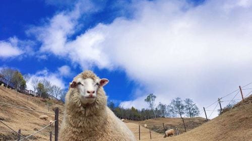 Sun Moon Lake, Qingjing Farm Day Tour [Taichung City Hotel Pickup] Day Tours
