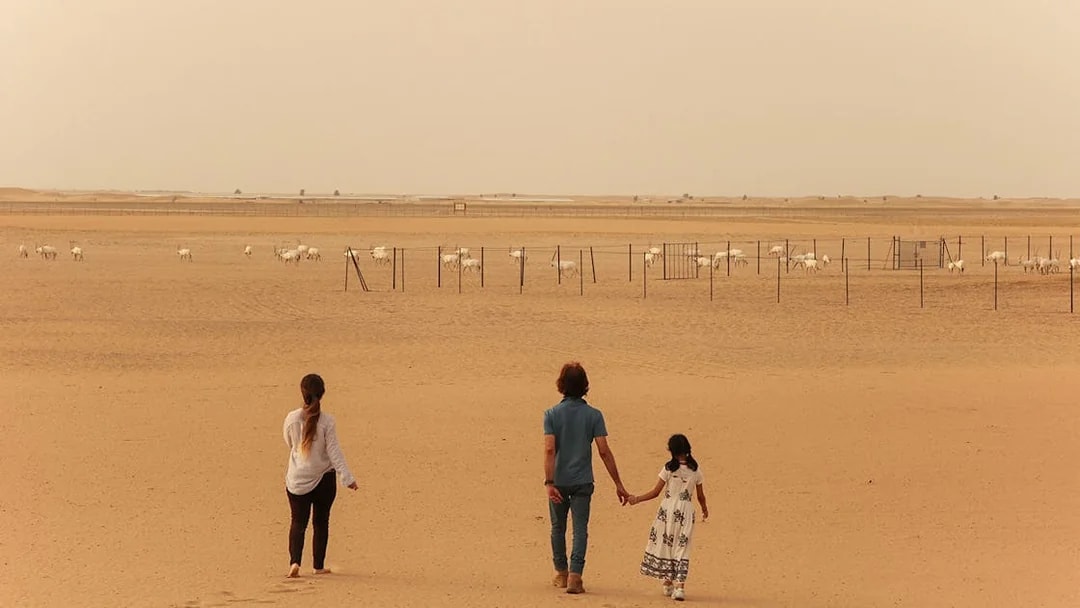 Visitors walking towards a herd of oryx in the desert during a sunrise safari.