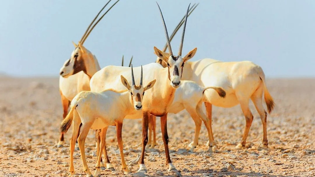 Desert oryx herd during sunrise safari in the Arabian Desert.