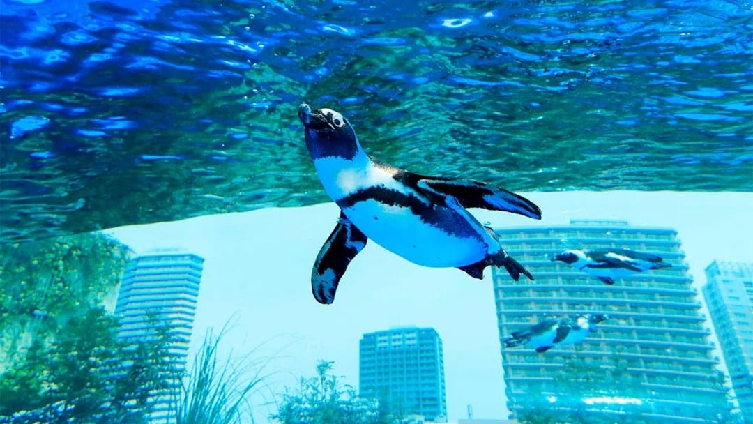 Sunshine Aquarium Tickets