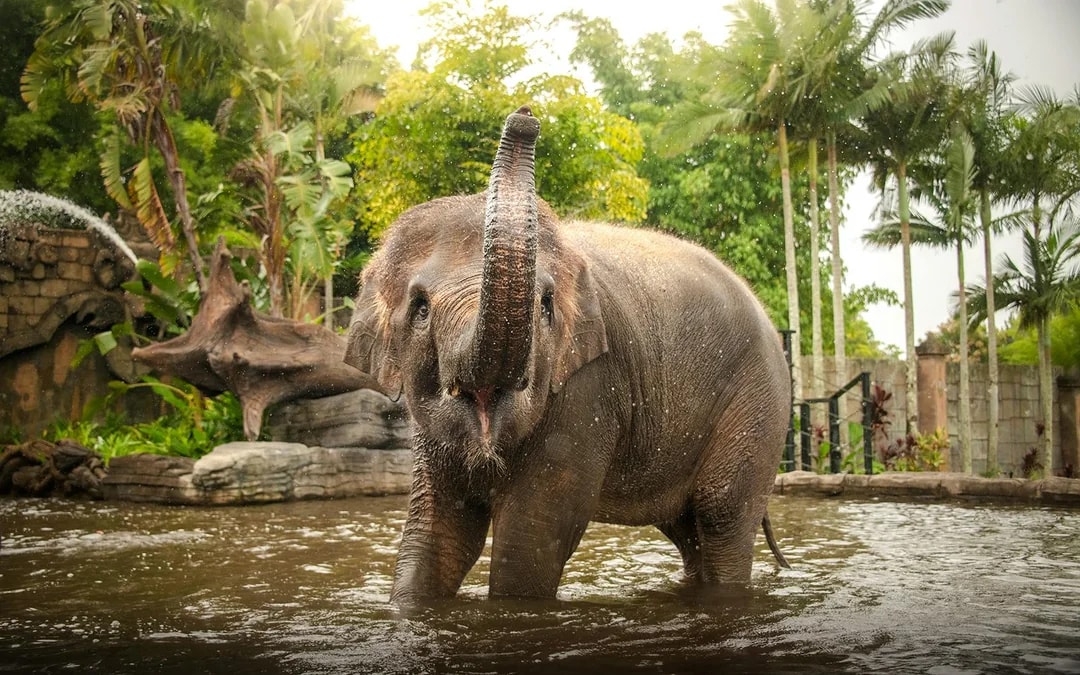 From Sunshine Coast: Australia Zoo Tickets with Transfers Image 6