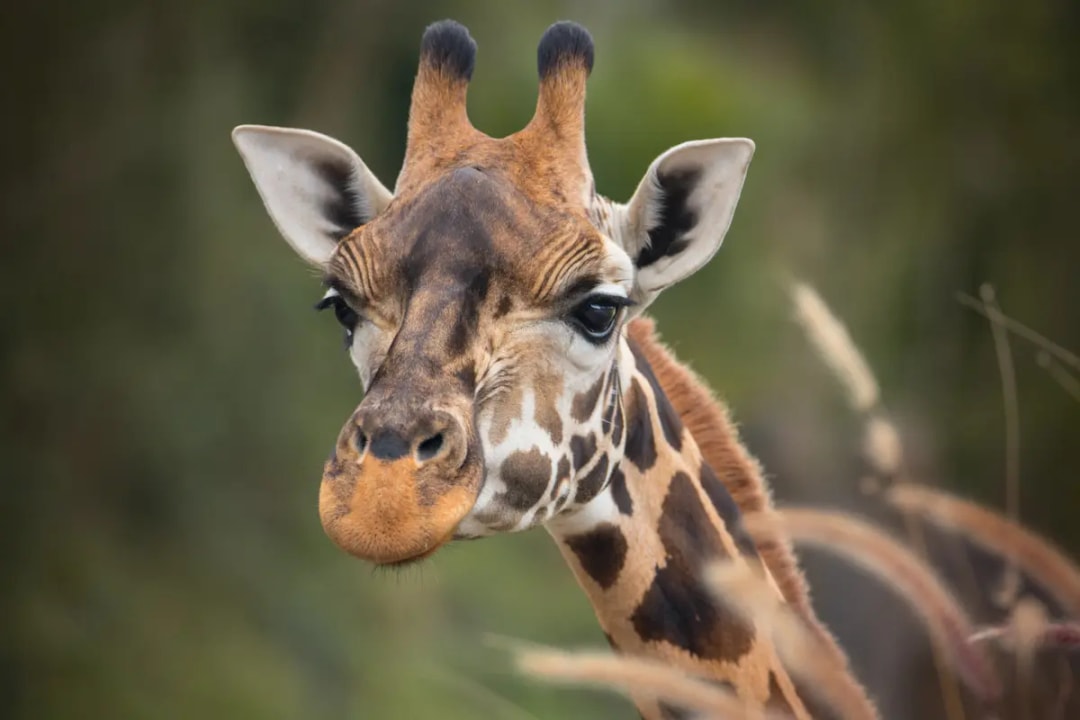 From Sunshine Coast: Australia Zoo Tickets with Transfers