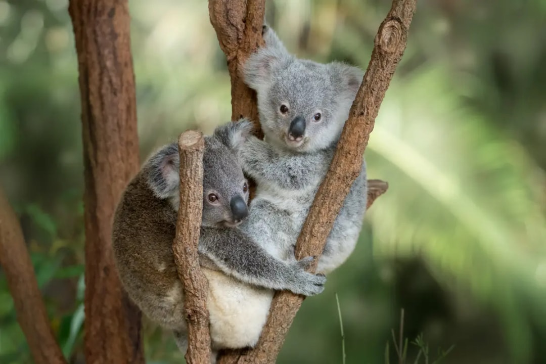 From Sunshine Coast: Australia Zoo Tickets with Transfers