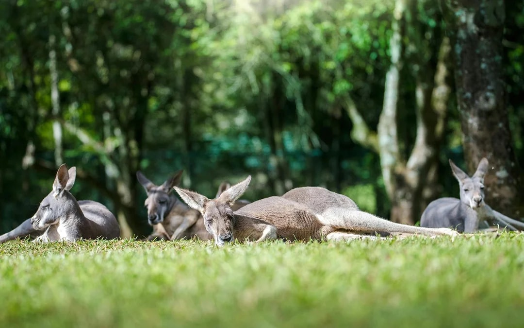 From Sunshine Coast: Australia Zoo Tickets with Transfers Image 12