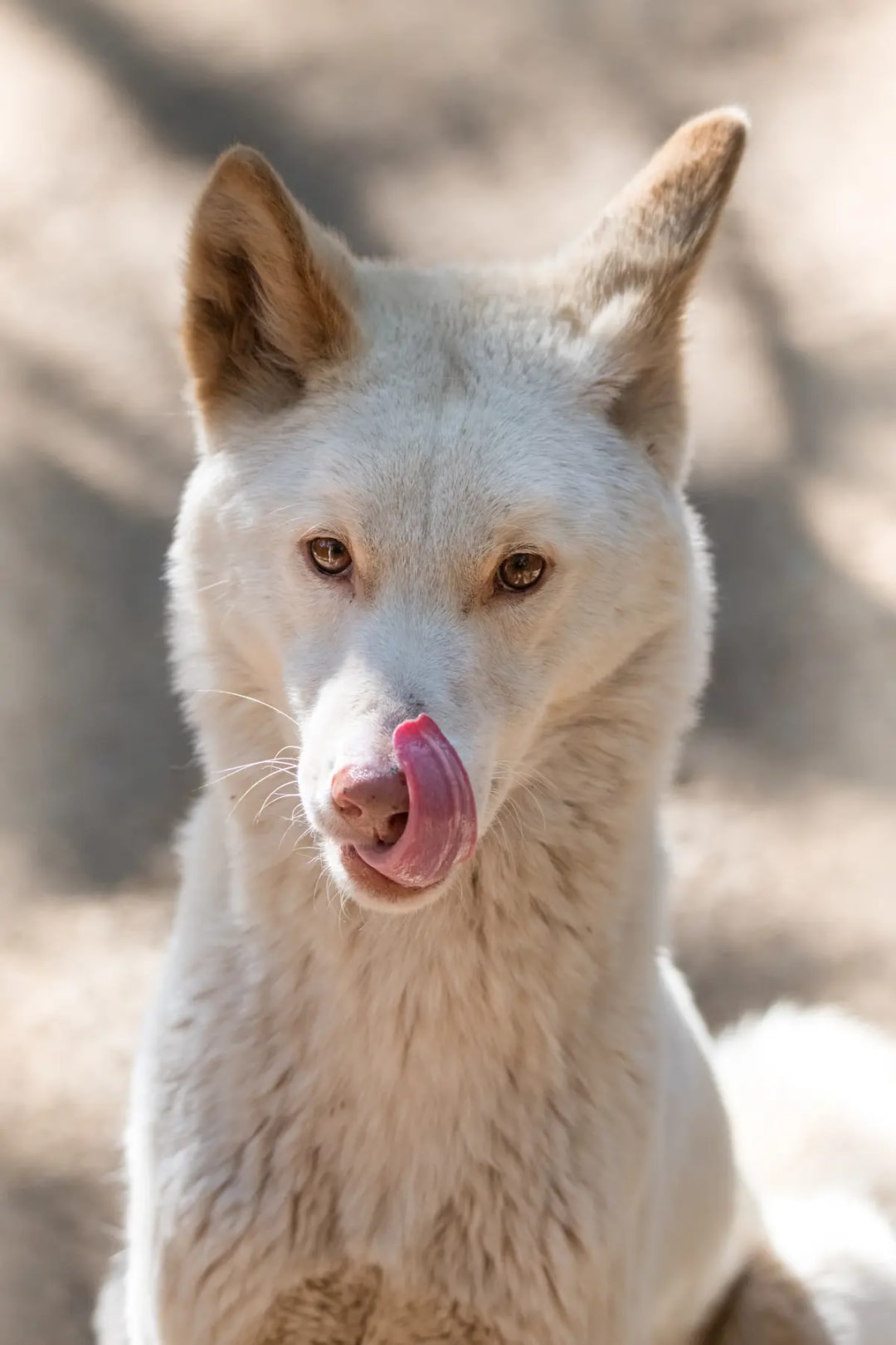 From Sunshine Coast: Australia Zoo Tickets with Transfers
