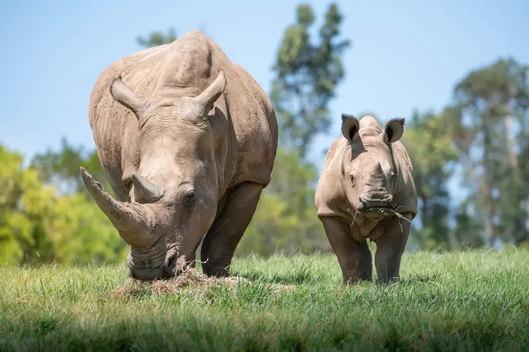 From Sunshine Coast: Australia Zoo Tickets with Transfers