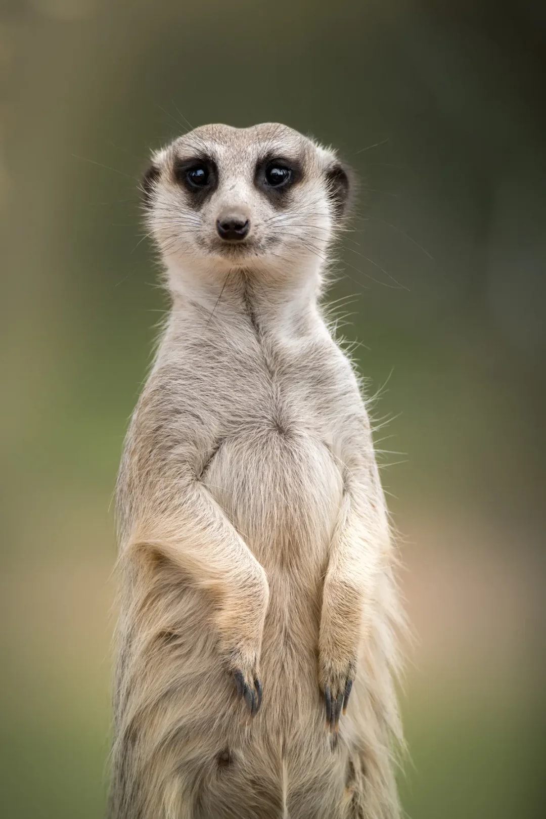 From Sunshine Coast: Australia Zoo Tickets with Transfers