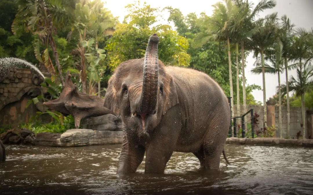 From Sunshine Coast: Australia Zoo Tickets with Transfers