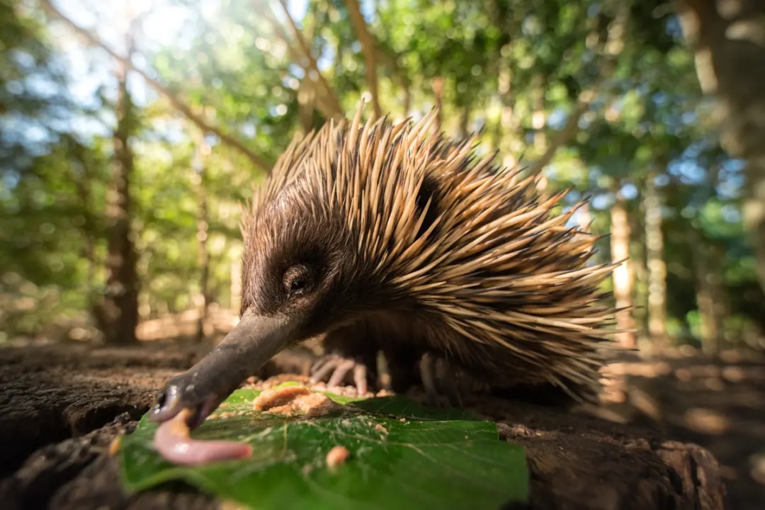 From Sunshine Coast: Australia Zoo Tickets with Transfers