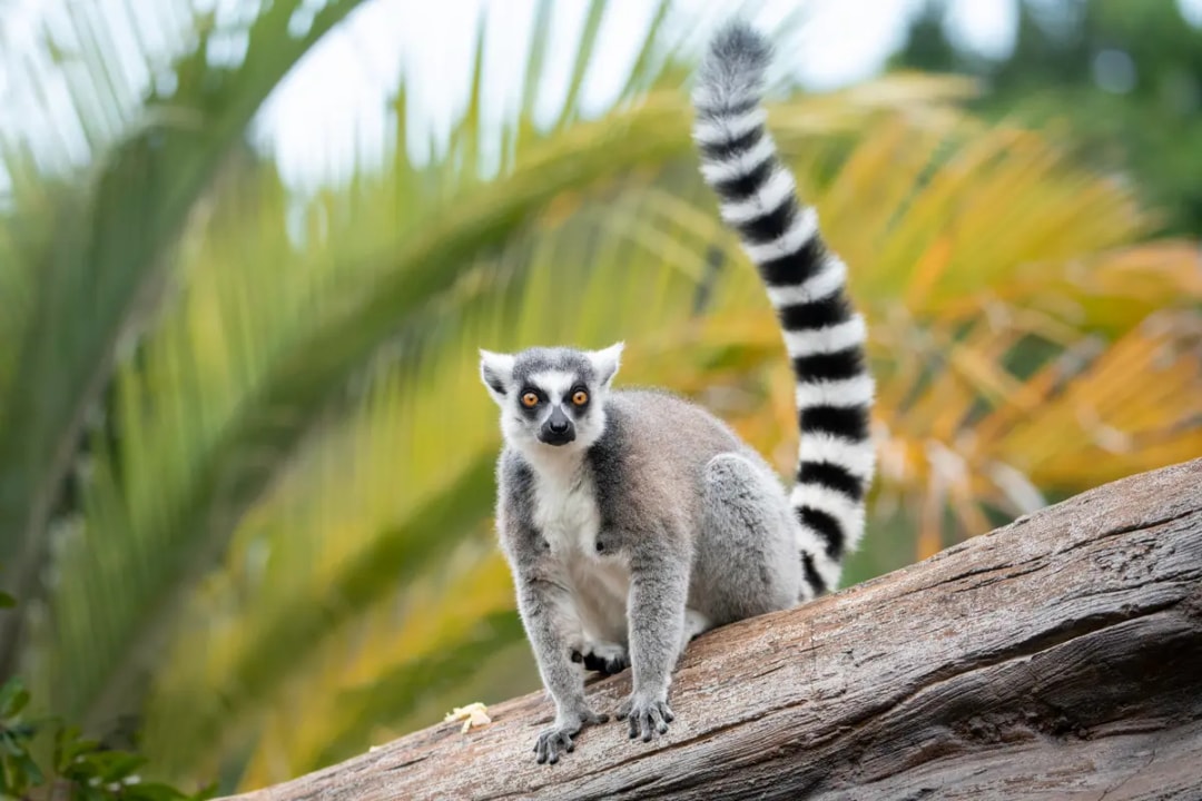 From Sunshine Coast: Australia Zoo Tickets with Transfers