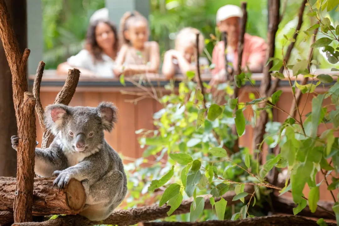From Sunshine Coast: Australia Zoo Tickets with Transfers