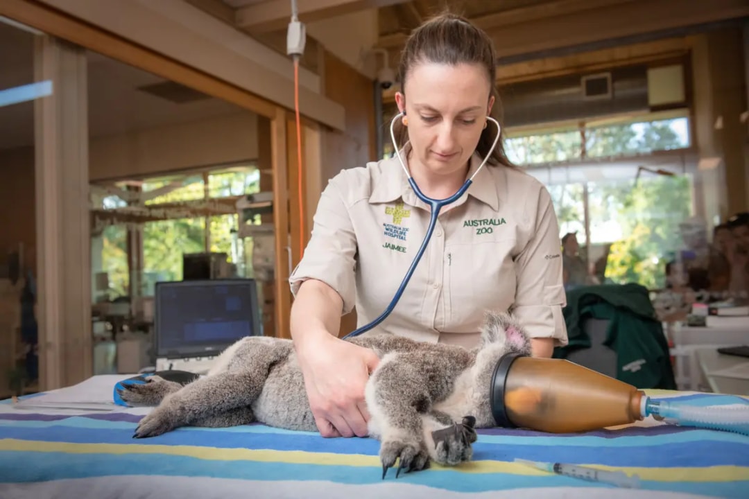 From Sunshine Coast: Australia Zoo Tickets with Transfers