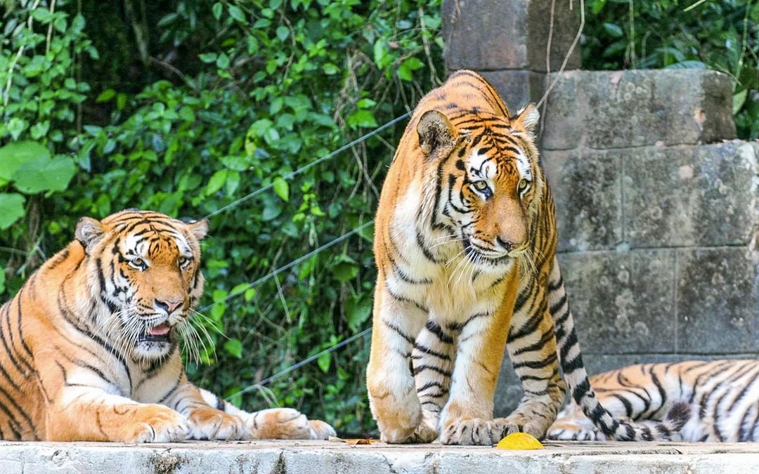 Sunway Lost World of Tambun Tickets Image 5