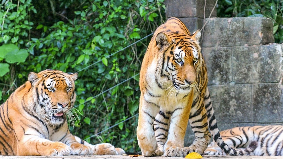 Tigers at Sunway Lost World of Tambun, Malaysia, in a natural habitat setting.