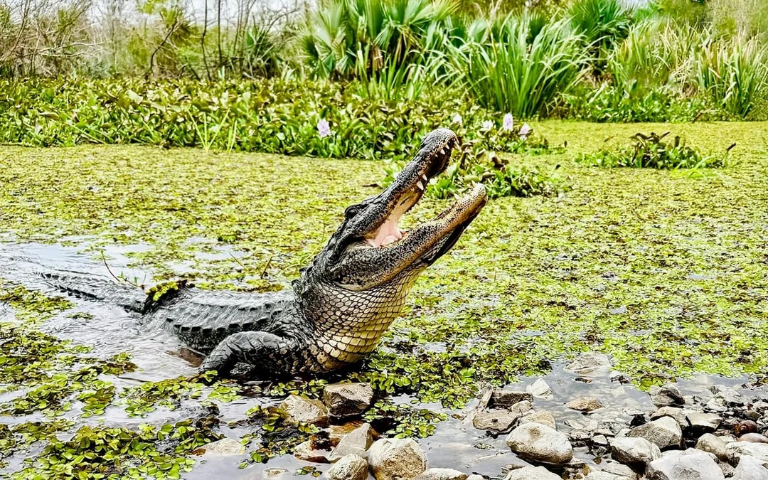 New Orleans: Swamp Boat Ride & Oak Alley Plantation Tour Image 6