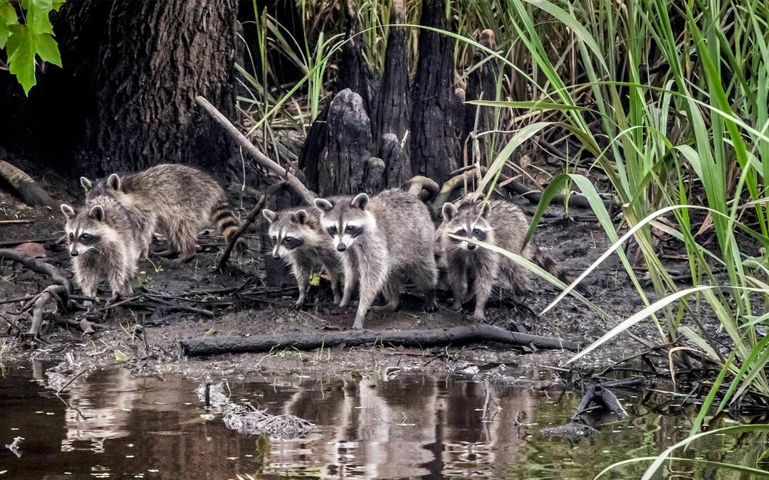 New Orleans: Swamp Boat Ride & Oak Alley Plantation Tour Image 8