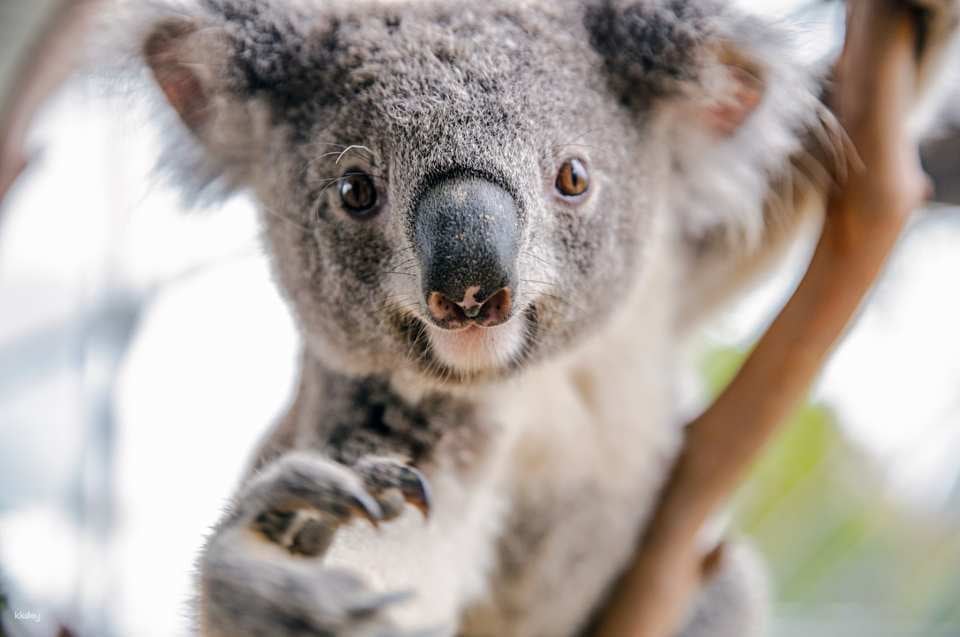 Sydney Attractions Combo Ticket|Australia
