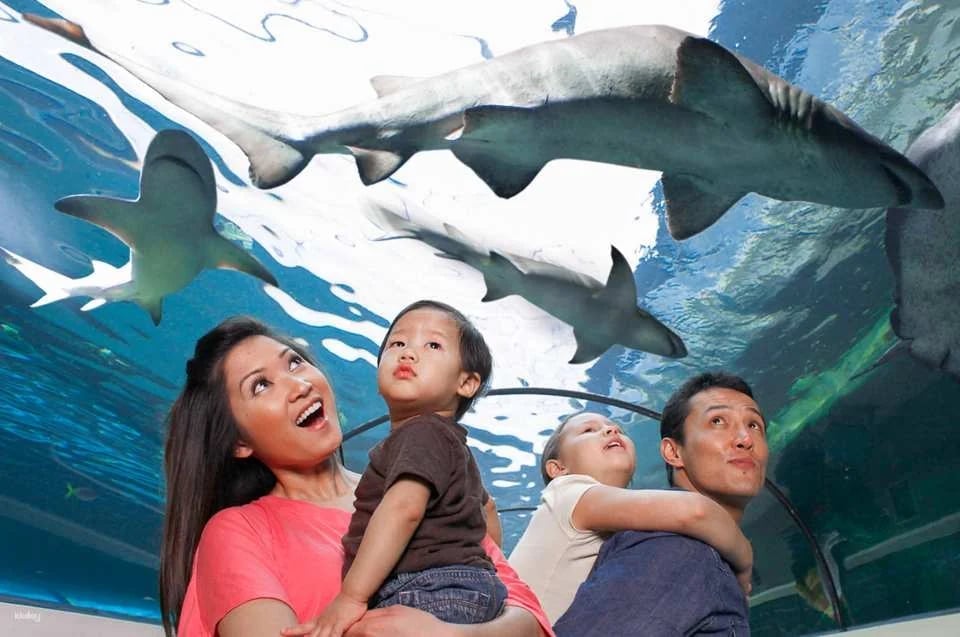 Sydney Attractions Combo Ticket｜Australia