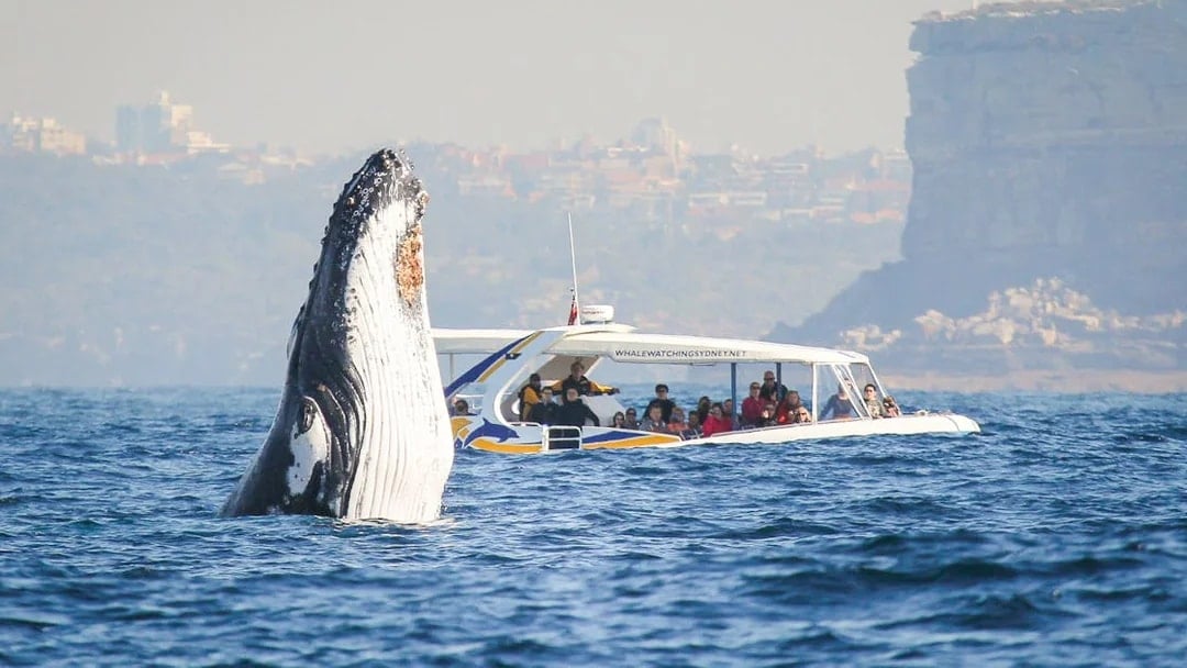 Sydney Whale Watching Cruise with 2-Day Hop-On Hop-Off Ferry Pass