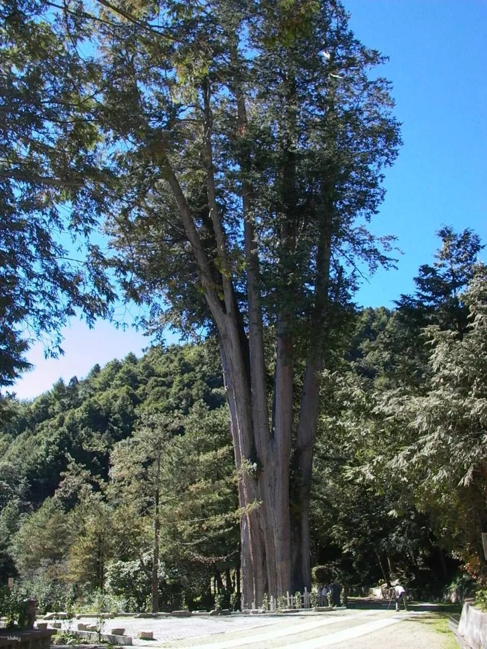 Taichung Daxueshan National Forest Recreation Area Ticket
