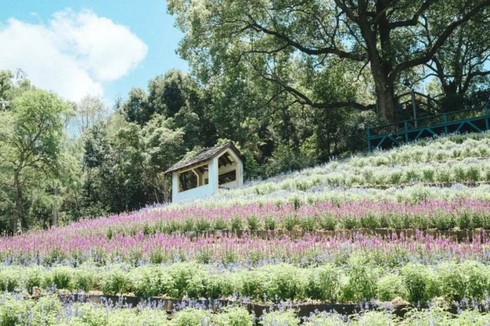 Taichung Lavender Forest Ticket