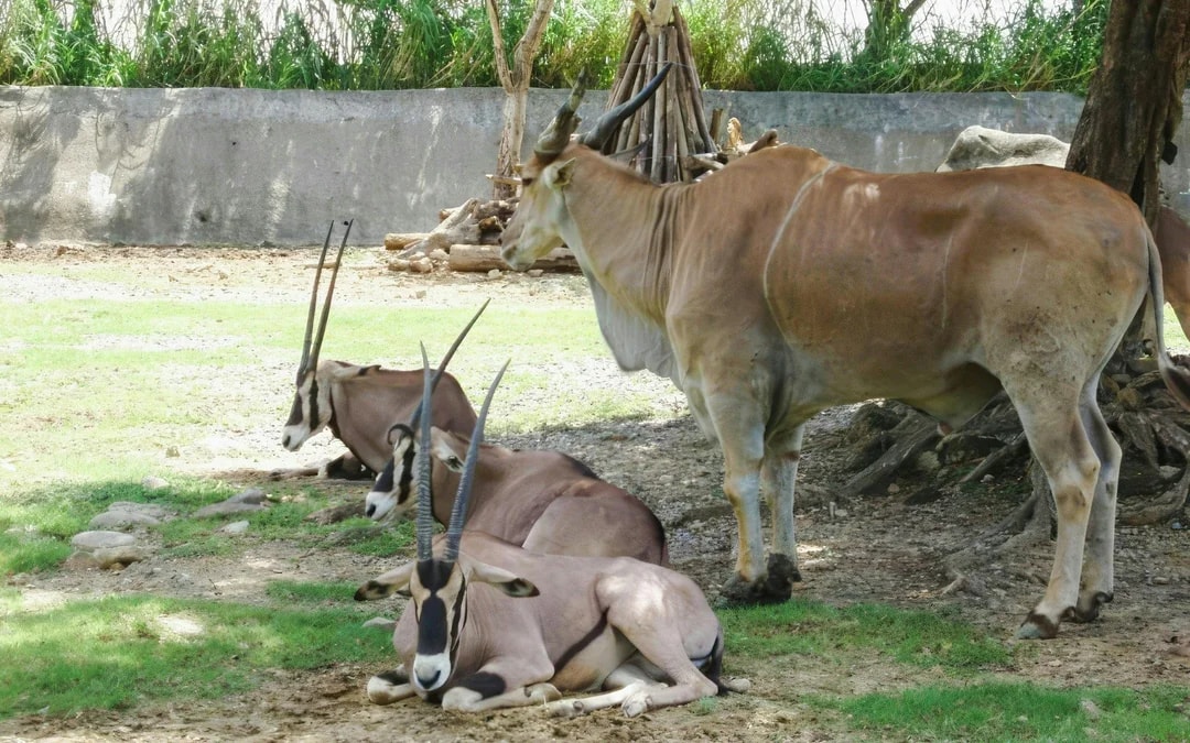 Taipei Zoo Entry with Maokong Gondola Ticket Image 11