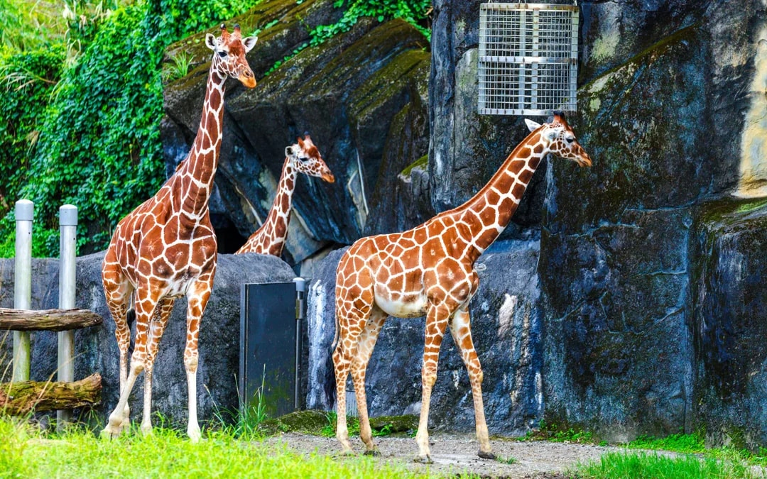 Taipei Zoo Entry with Maokong Gondola Ticket Image 6