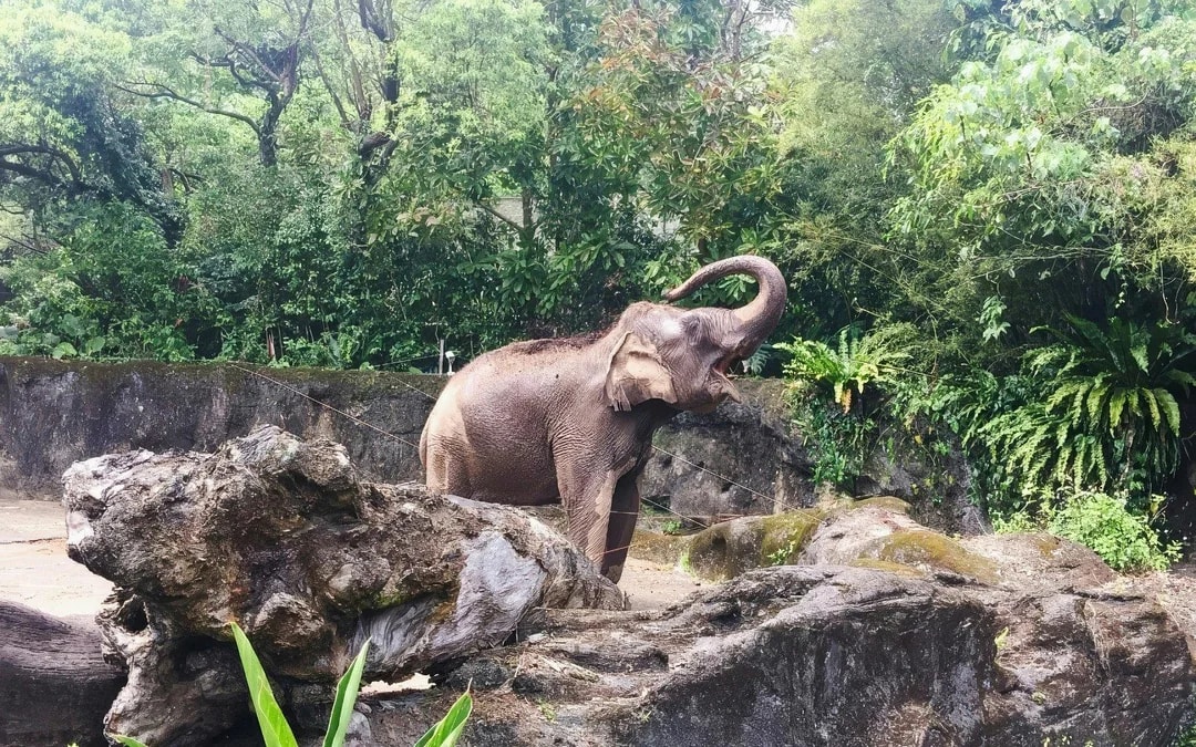 Taipei Zoo Entry with Maokong Gondola Ticket Image 9