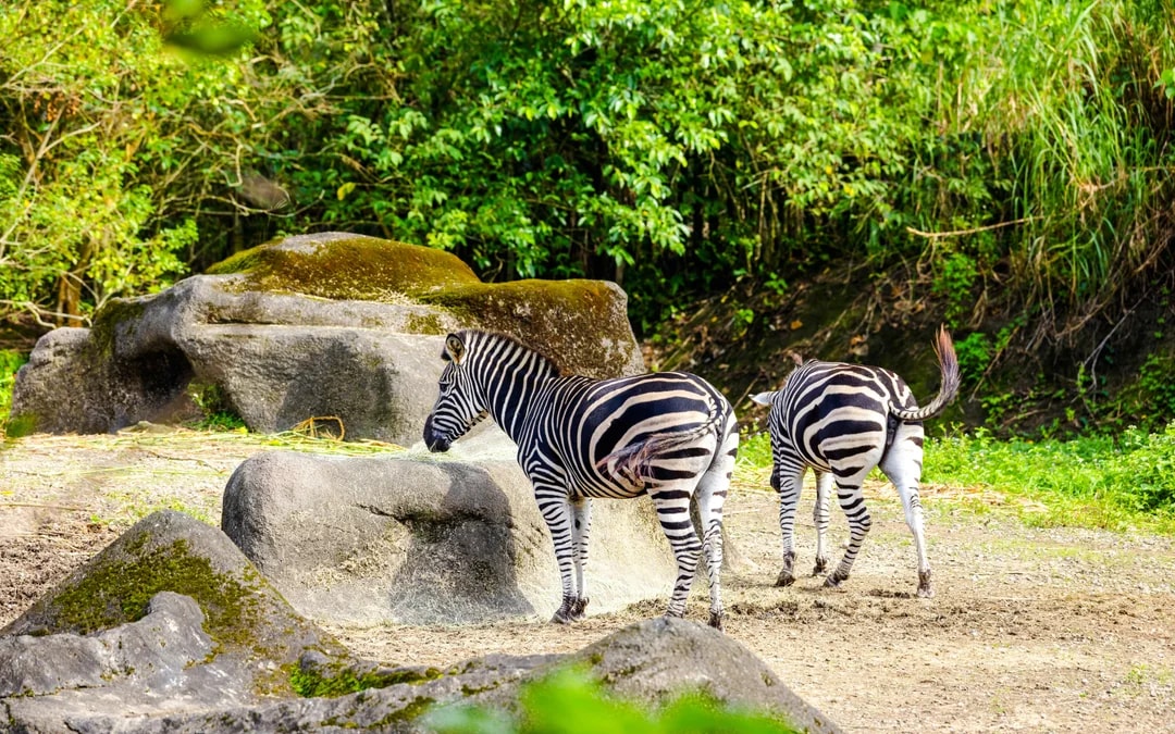 Taipei Zoo Tickets Image 12
