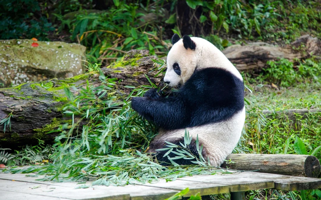 Panda eating bamboo leaves at Taipei Zoo.