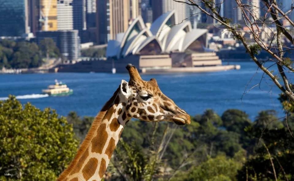 Taronga Zoo Sydney Ticket - Australia