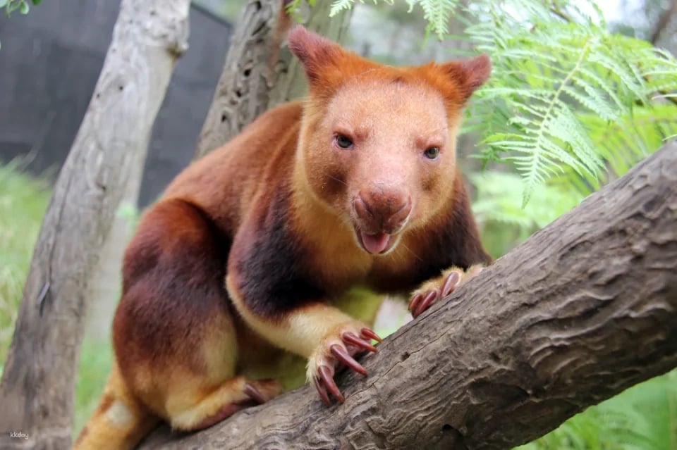 Taronga Zoo Sydney Ticket | Australia