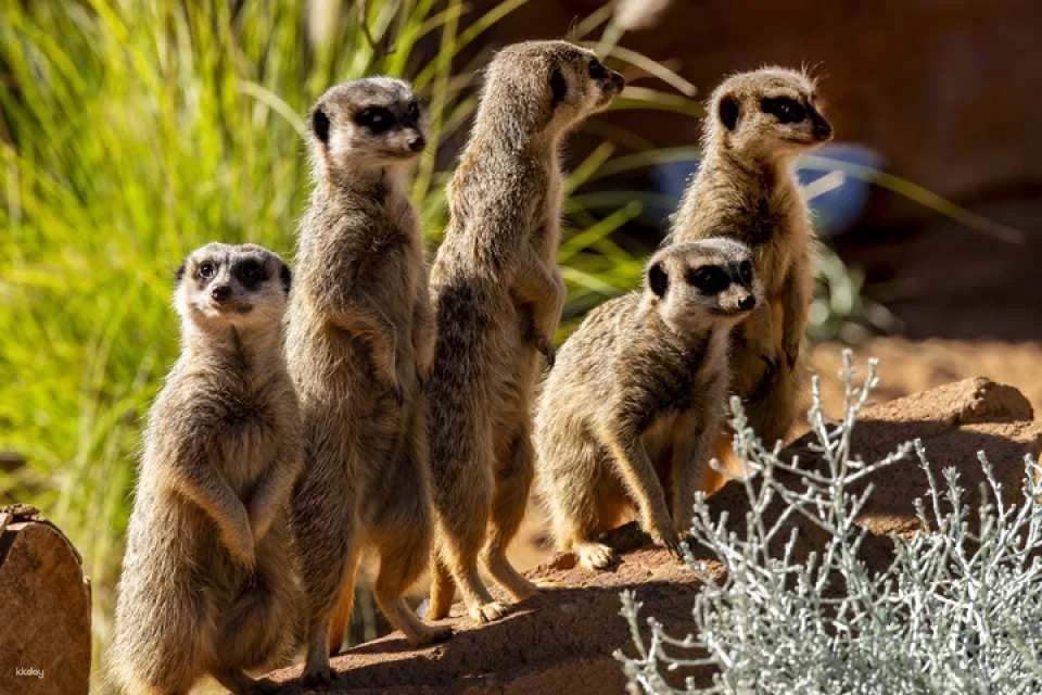 Taronga Zoo Sydney Ticket | Australia