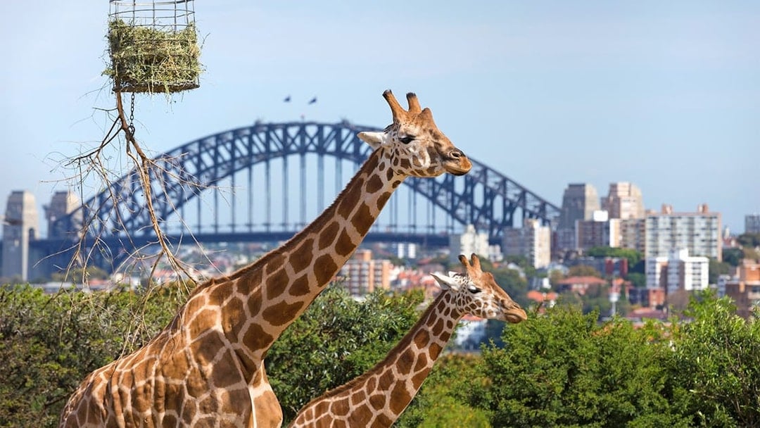 Taronga Zoo Tickets