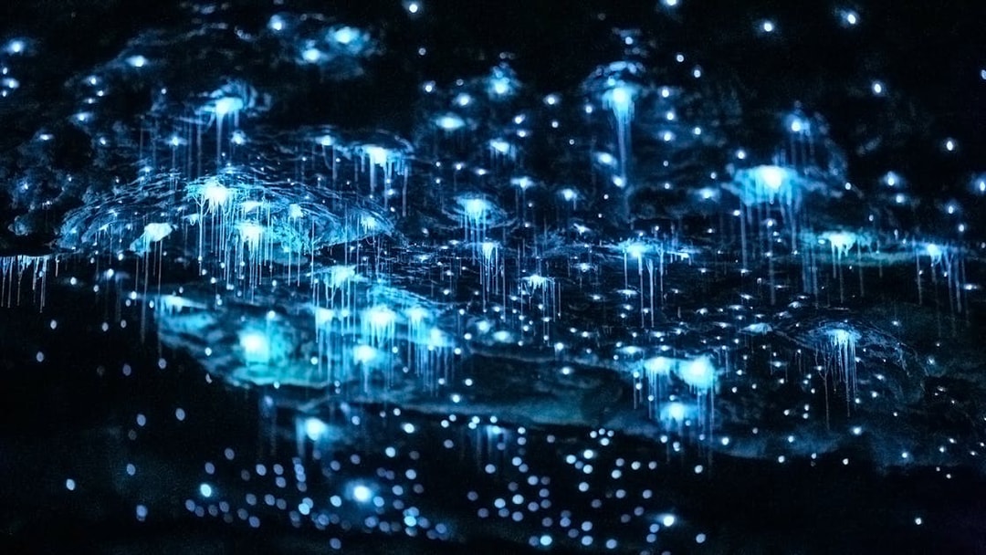 Glowworms illuminating the Te Anau caves during a guided tour in New Zealand.