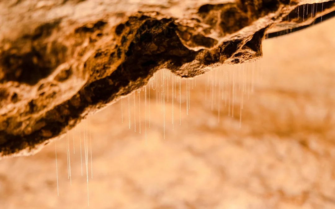 Te Anau Glowworm Caves Guided Tour Image 6