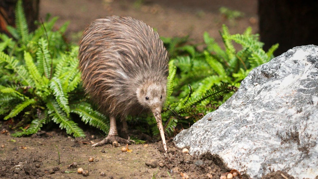 North Island Brown Kiwi foraging at Te Puia during Te Rā Guided Experience.
